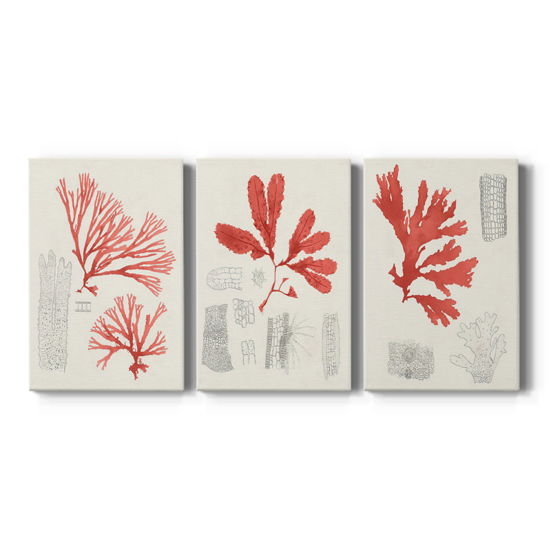 «Vintage Coral Study I», toile tendue sur mesure - 3 pièces, H 12 po x l 24 po