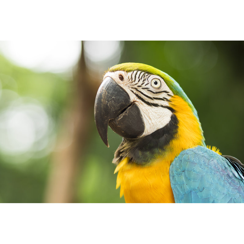 Gold And Blue Macaw by R.M. Nunes - Wrapped Canvas Print, 51cm H x 76cm W x 3.8cm D