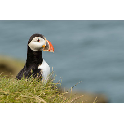 Puffin in Iceland