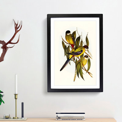 Brown's Parakeets by Elizabeth Gould - Picture Frame Art Print
