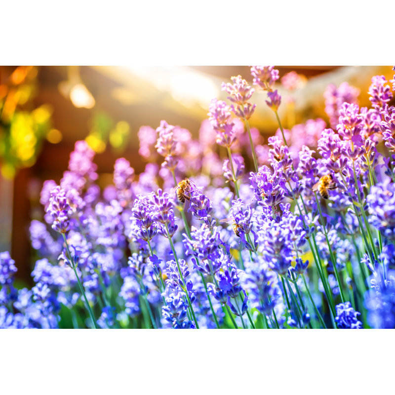 Lavender by Gregory_DUBUS - Wrapped Canvas Print, 51cm H x 76cm W x 3.8cm D