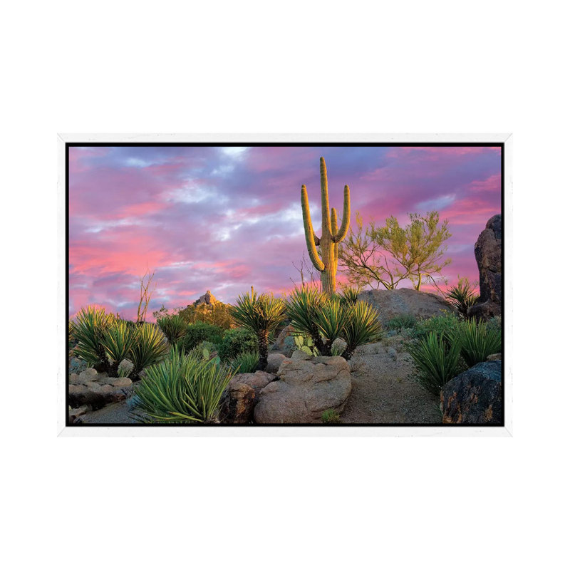 Cactus Garden Sunrise by Dennis Frates - Print on Canvas, 45.72cm H x 66.04cm W x 3.81cm D, White Framed