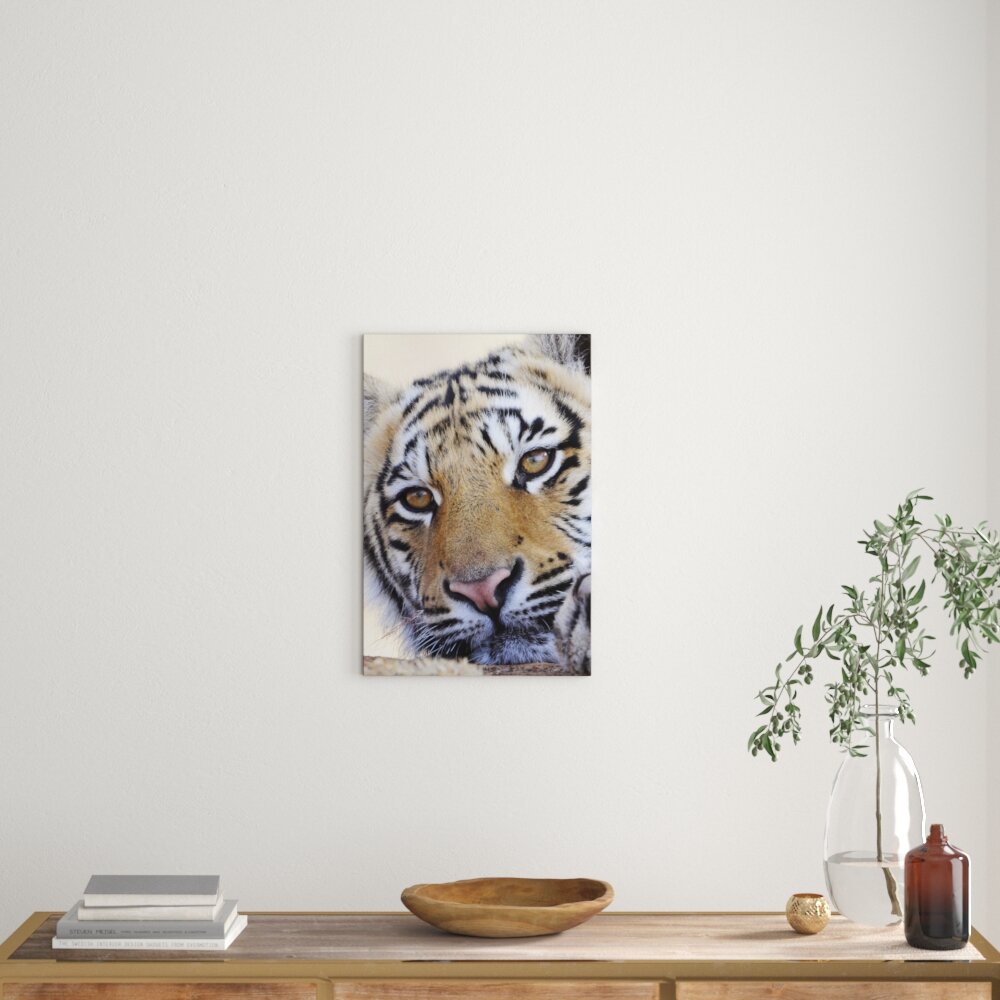 Leinwandbild Tiger, Fotodruck