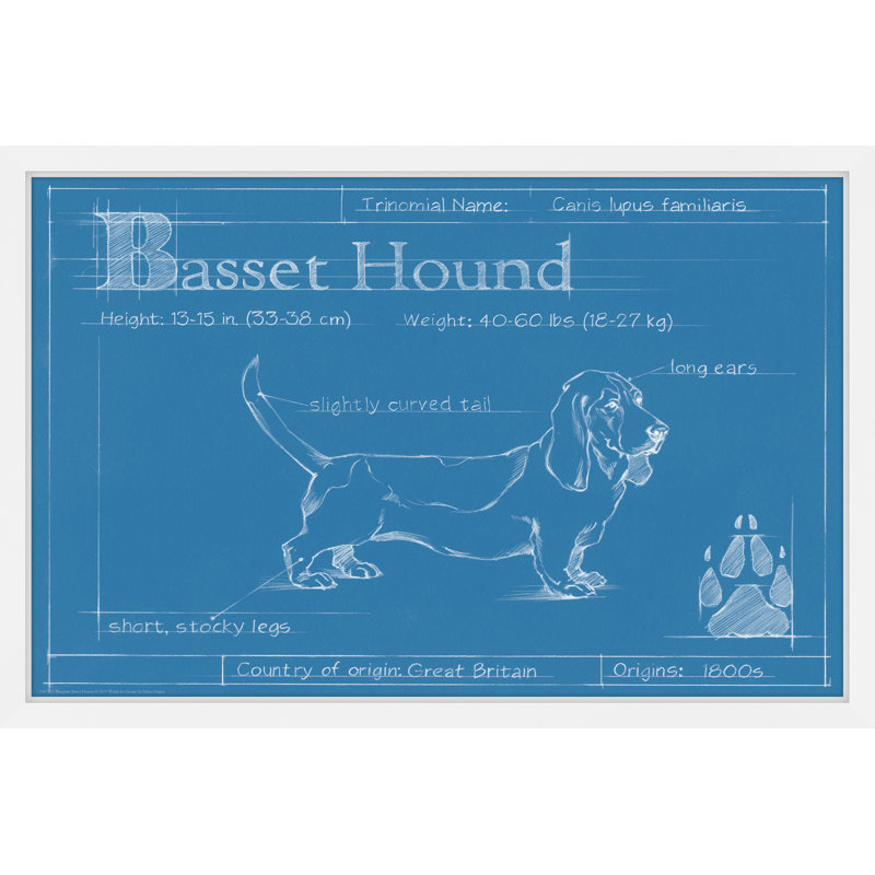 «Blueprint Basset Hound» par Ethan Harper, art mural sur toile, H 16 po x l 24 po x P 1,5 po, Papier avec cadre blanc