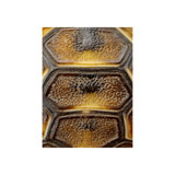 Carapaced Motif II Print by Austin Beiv