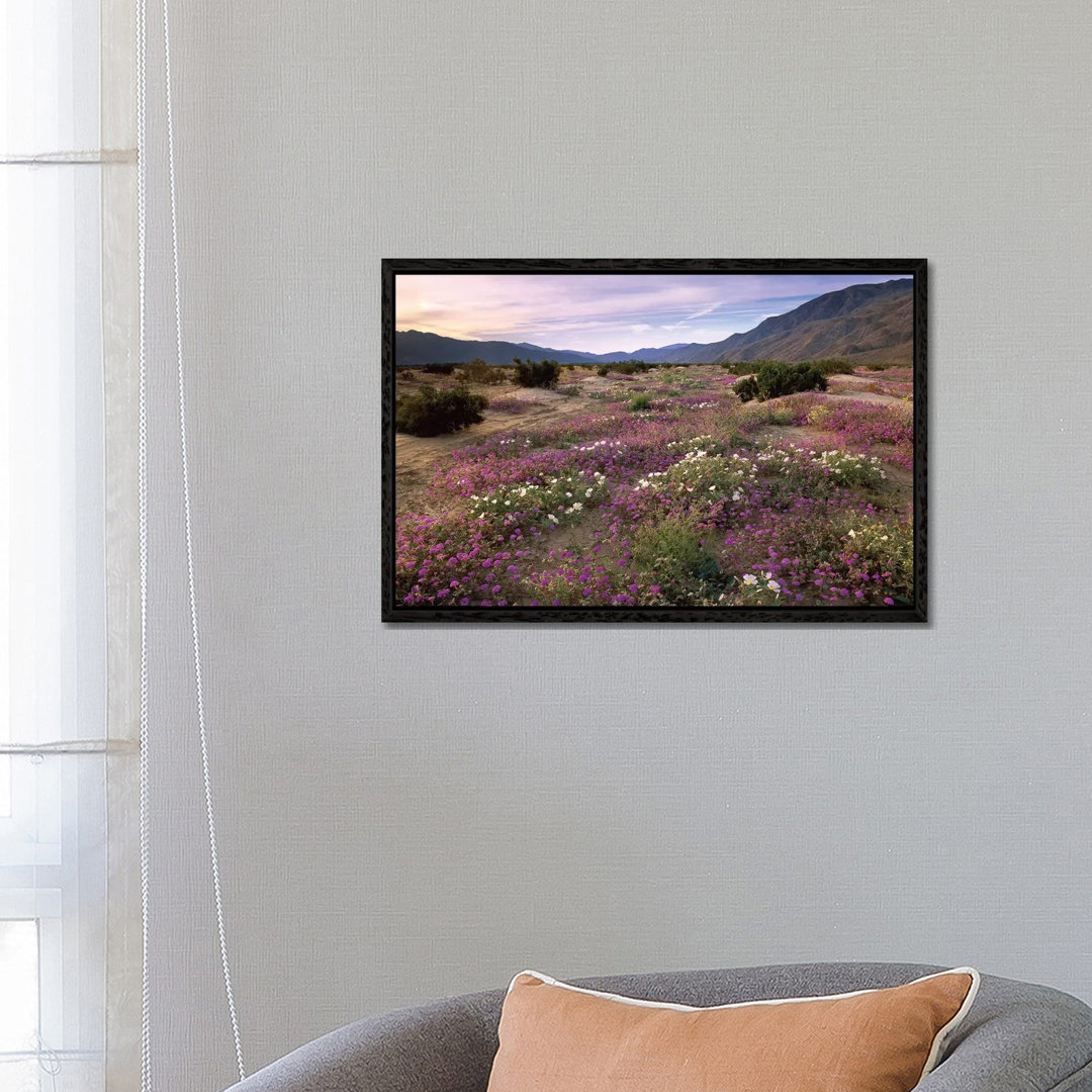 Sand Verbena And Primrose Blooming, Anza-Borrego Desert State Park, California von Tim Fitzharris - Gallery-Wrapped Canv...