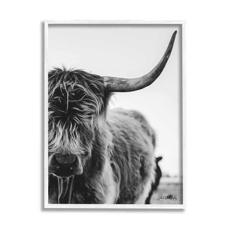 Gros plan sur une vache Highland, L 11 po x H 14 po, Giclée encadrée blanc bord de mer
