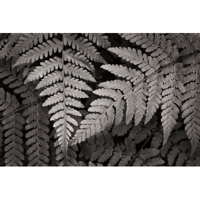 Lady Fern II 1 Piece Wrapped Canvas Wall Art