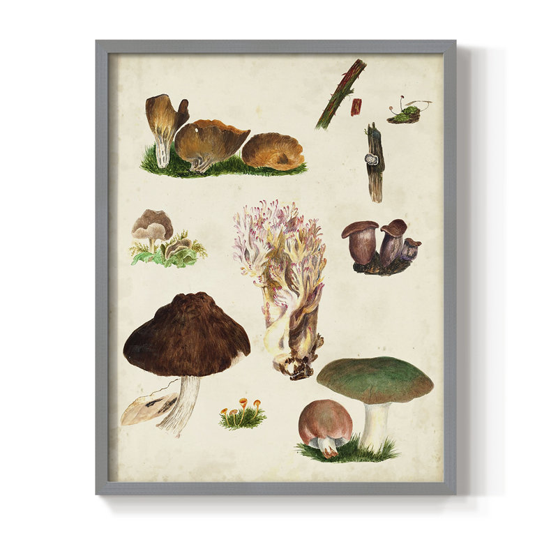Reproduction encadrée Mushroom Species IX - bois massif, Gris, H 10 po x l 8 po