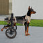 Fauteuil roulant pour chien