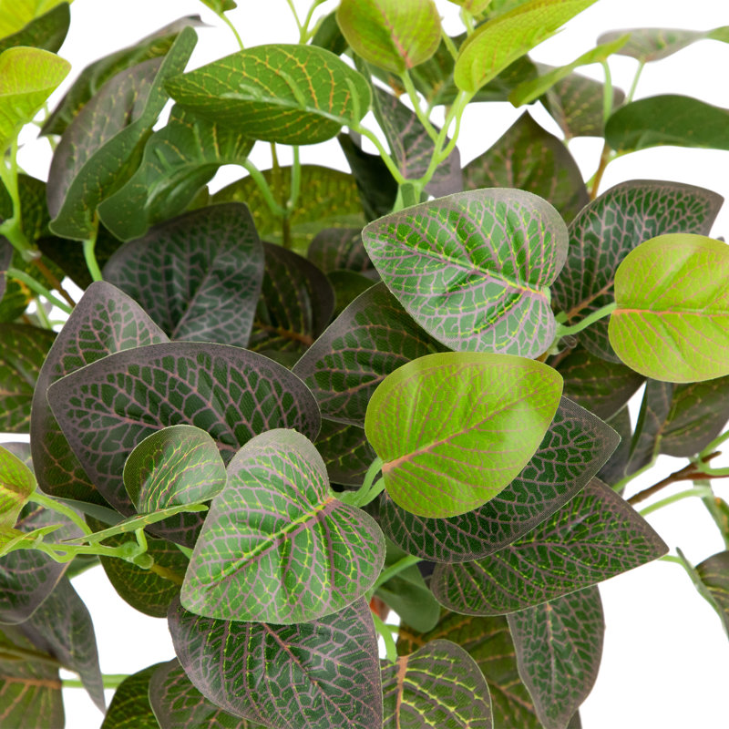 Buisson floral fittonia 16 po