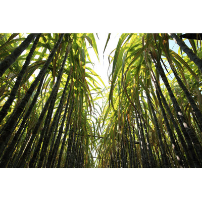 «Sugarcane Crops On Canvas» par Lzf, photographie
