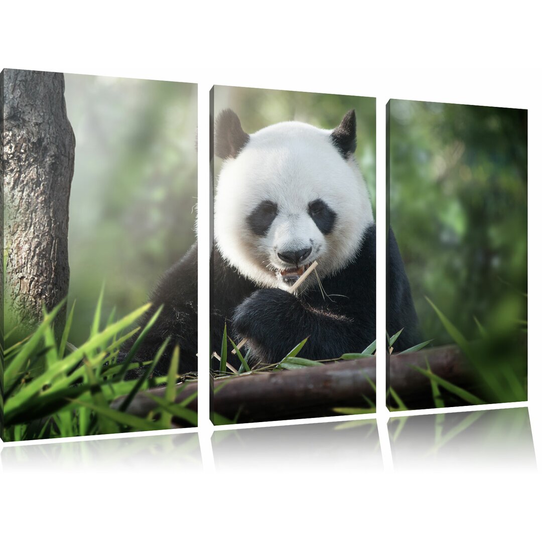 3-tlg. Leinwandbilder-Set Niedlicher Panda isst Bambus, Fotodruck