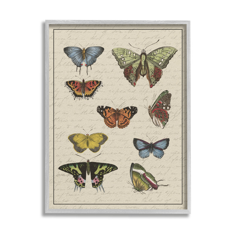 Gray Framed Vintage Butterfly Study Canvas Wall Art, 11 x 14