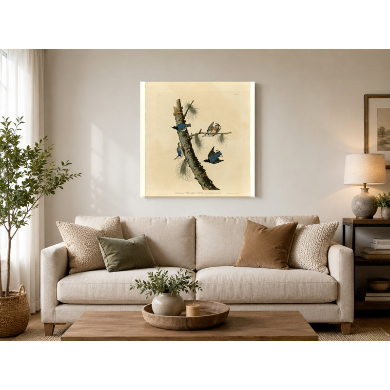 Sittelle à poitrine blanche, planche 152 (1831) - art mural carré sur toile, 12" W x 12" H