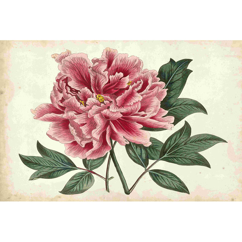 " Peony Garden I " by Curtis Painting Print, 20" H x 30" W