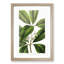 Flowering Tristania Plant - Framed Print-55576274-55576275