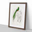 Pavonine Quetzal Bird by Charles dOrbigny - Framed Print-55577946-55577947
