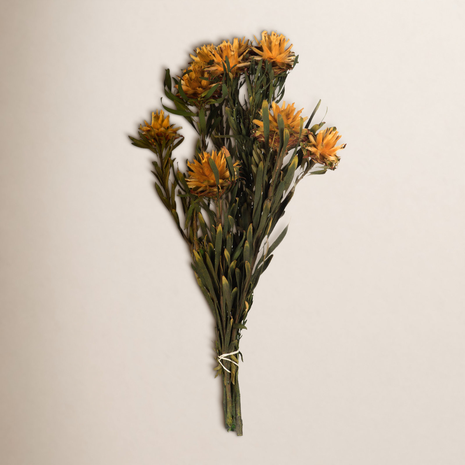 Plumosum Stems, Autumn