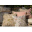 Timeless Blush Enchantment Pillow Cover & Insert