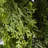 The Holiday Aisle® 24" Arborvitae Wreath