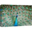 Oiseau, oiseau, paon, montrant ses belles plumes, étalant sa queue sur une photographie sur toile-93629495-93629492