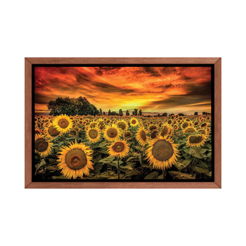 «Tuscany Sunflowers Field» - reproduction, H 26 po x l 40 po x 1,5 po, Toile avec cadre en bois classique
