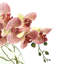 Fuchsia Orchid with Vine in Water