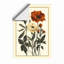 Carnation Study Botanical - Framed Print-1624765632-1624765641