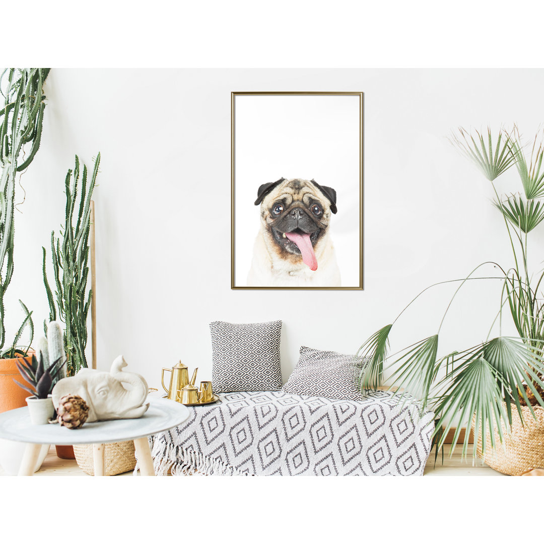 Gerahmter Fotodruck Funny Pug