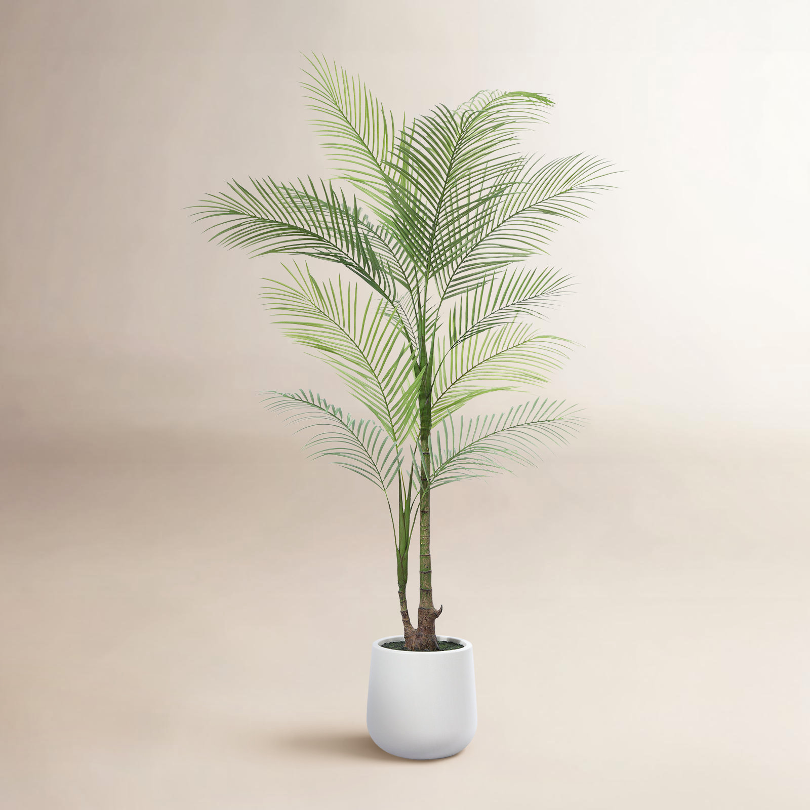 Amarillo Palm Tree in Pot, 72" H x 24" W x 24" D