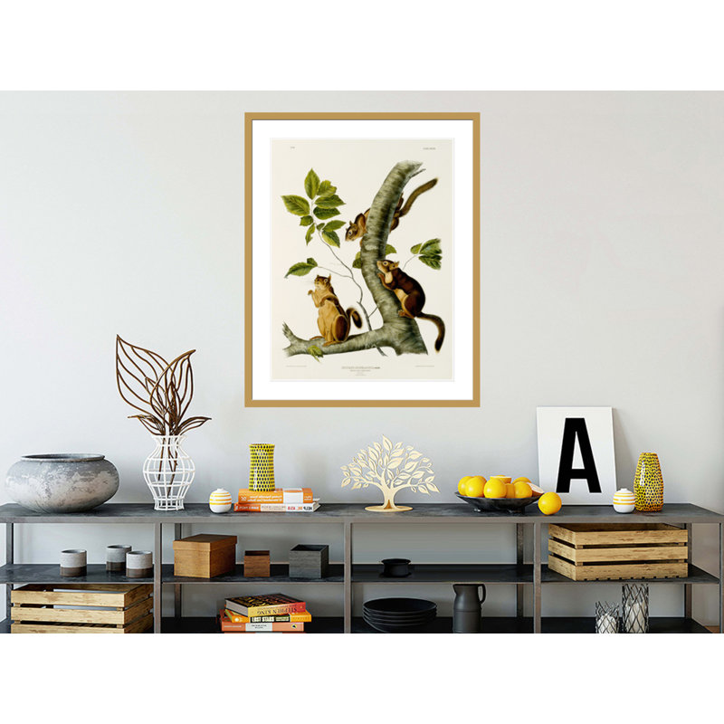 «Douglas's Squirrel Plate 48 from The Viviparous Quadrupeds of North America» par John James Audubon, impression giclée encadrée