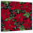 Harnek Ruby Poinsettias-109358325