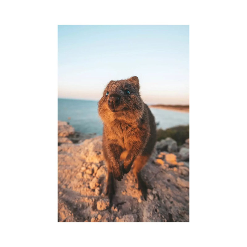 Inquisitive Quokka Rocky Headland by James Vodicka - Wrapped Canvas Gallery-Wrapped Canvas Giclée, 66.04cm H x 45.72cm W