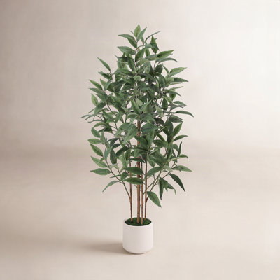 Ashwell Eucalyptus Tree in Planter