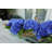 Hydrangea Arrangement in Planter