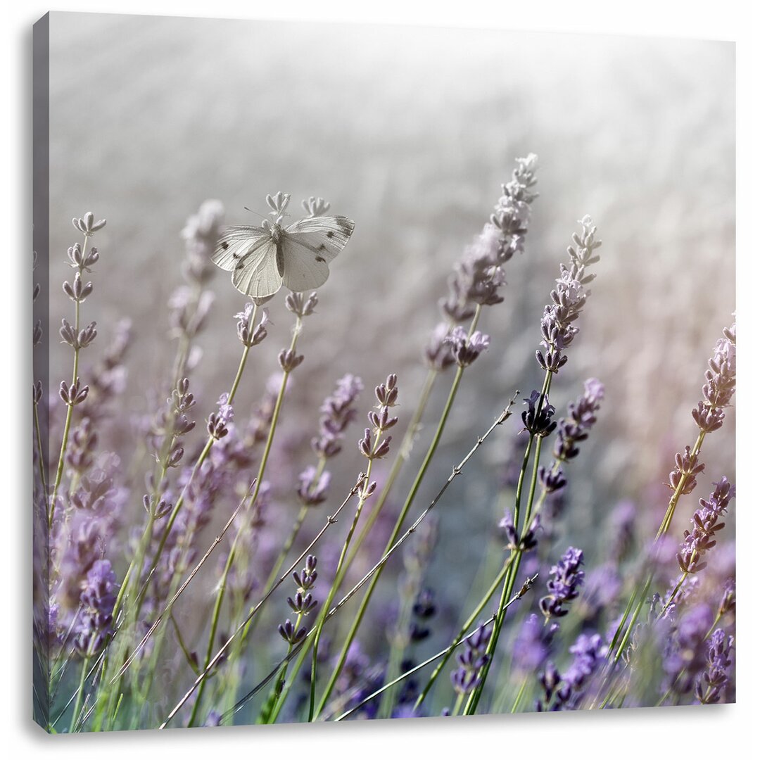 Fotodruck Schmetterling auf Lavendelblüten