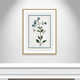Shabby Elegance Botanical II - Framed Art