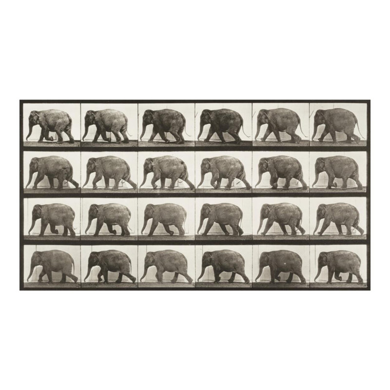 Éléphant marchant (Animal Locomotion 1887 plate 733) par Ead vêtementsd Muybridge - Impression Giclée, H 16 po x l 20 po
