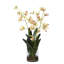 Orchidée araignée dans un vase en verre