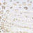 Rucksana Single Curtain Panel