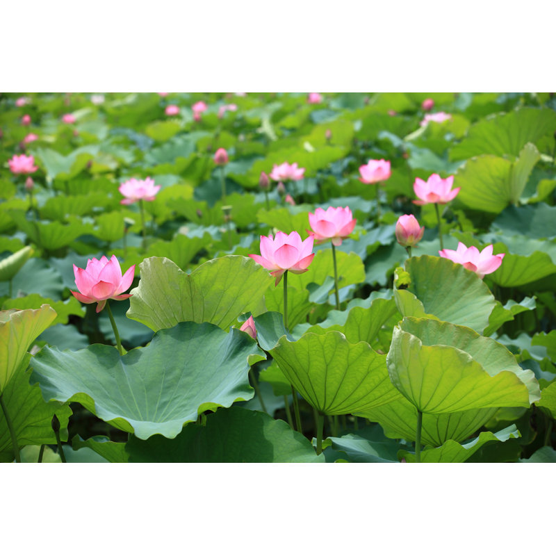 Lotus Pond - Wrapped Canvas Print, 30cm H x 46cm W x 3.8cm D