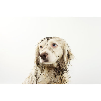 Muddy Dog Face by Smrm1977 - Wrapped Canvas Print