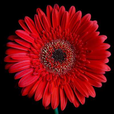 Kerriana Super Duper Daisy - reproduction de photo sur toile tendue