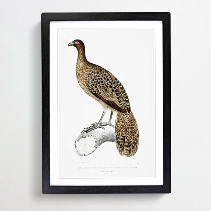Lineated Peacock Pheasant Illustration by John Edward Gray - Picture Frame Painting Print, 36cm H x 27cm W x 2cm D