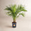 Costa Farms Majesty Palm Plant in Grow Pot