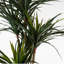 Anlin 120cm Faux Yucca Tree in Pot