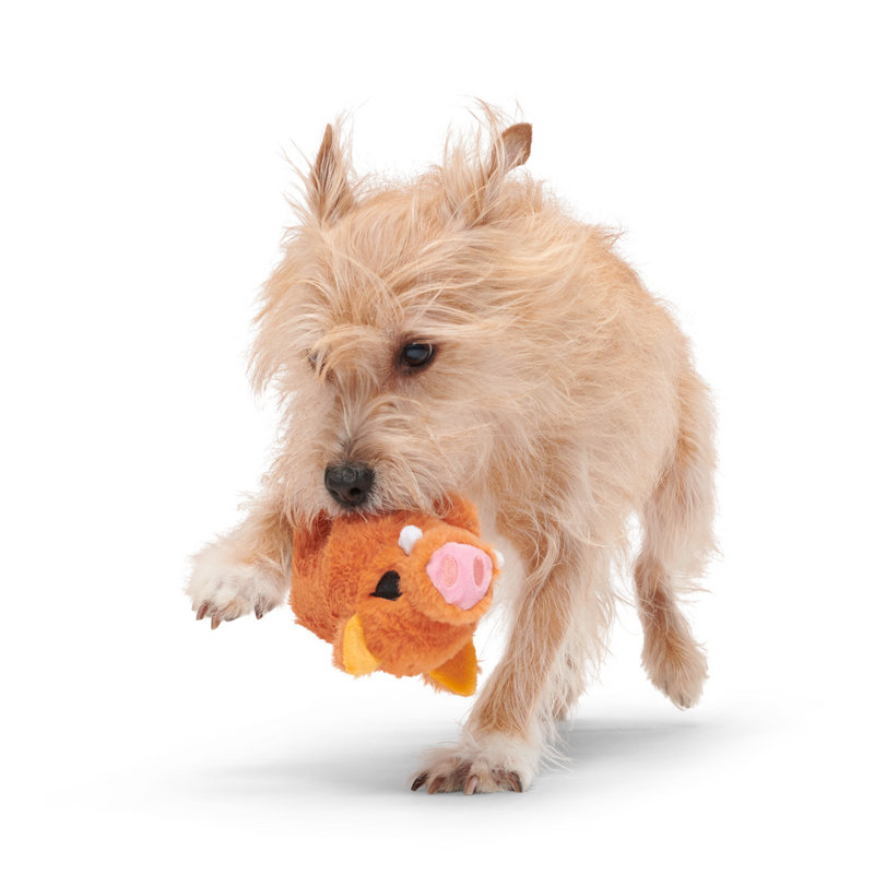 Best Of Bark Box Accessories