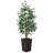 Adcock UV Protected Artificial Ficus Tree with Decorative Base, Faux Ficus Plant with Natural Trunk-1914722520-1914722527