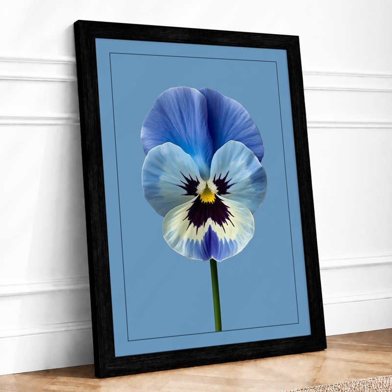 Purple Pansy Study Botanical - Framed Print, A2 - 59.4 x 42.0 cm, Black